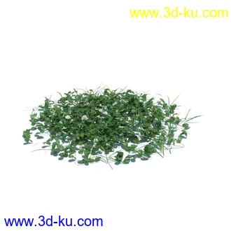 小草,杂草,草丛,薰衣草,臭草,田旋花,针茅,禾本科,看麦娘,俯垂臭草,草,植物模型合集的图片24