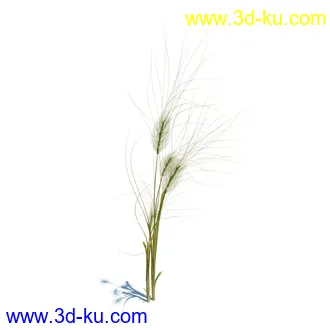 小草,杂草,草丛,薰衣草,臭草,田旋花,针茅,禾本科,看麦娘,俯垂臭草,草,植物模型合集的图片25