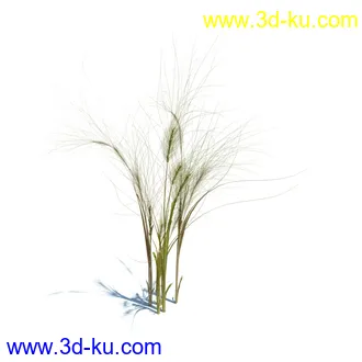 小草,杂草,草丛,薰衣草,臭草,田旋花,针茅,禾本科,看麦娘,俯垂臭草,草,植物模型合集的图片26