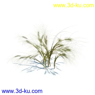 小草,杂草,草丛,薰衣草,臭草,田旋花,针茅,禾本科,看麦娘,俯垂臭草,草,植物模型合集的图片27