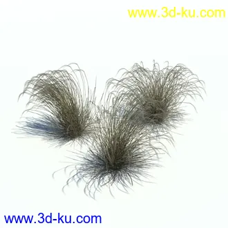 小草,杂草,草丛,薰衣草,臭草,田旋花,针茅,禾本科,看麦娘,俯垂臭草,草,植物模型合集的图片28