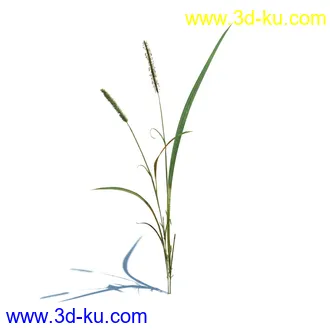 小草,杂草,草丛,薰衣草,臭草,田旋花,针茅,禾本科,看麦娘,俯垂臭草,草,植物模型合集的图片31