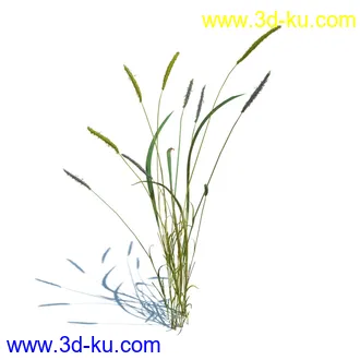 小草,杂草,草丛,薰衣草,臭草,田旋花,针茅,禾本科,看麦娘,俯垂臭草,草,植物模型合集的图片32