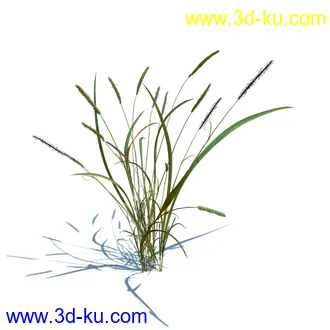 小草,杂草,草丛,薰衣草,臭草,田旋花,针茅,禾本科,看麦娘,俯垂臭草,草,植物模型合集的图片33