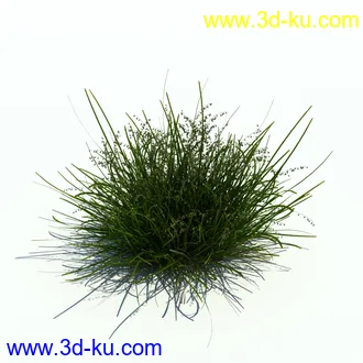 小草,杂草,草丛,薰衣草,臭草,田旋花,针茅,禾本科,看麦娘,俯垂臭草,草,植物模型合集的图片