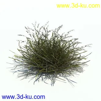 小草,杂草,草丛,薰衣草,臭草,田旋花,针茅,禾本科,看麦娘,俯垂臭草,草,植物模型合集的图片