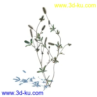 小草,杂草,草丛,薰衣草,臭草,田旋花,针茅,禾本科,看麦娘,俯垂臭草,草,植物模型合集的图片