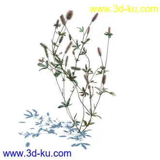 小草,杂草,草丛,薰衣草,臭草,田旋花,针茅,禾本科,看麦娘,俯垂臭草,草,植物模型合集的图片