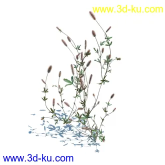 小草,杂草,草丛,薰衣草,臭草,田旋花,针茅,禾本科,看麦娘,俯垂臭草,草,植物模型合集的图片