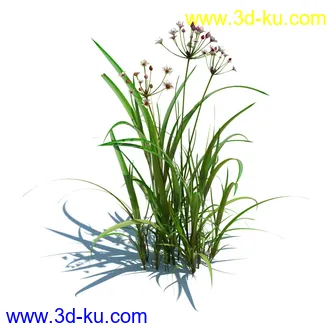 针茅,花蔺,芒草,荻草,燕麦草,巨芒,羊茅,大油芒,虉草,金叶苔草,草本植物模型合集的图片1