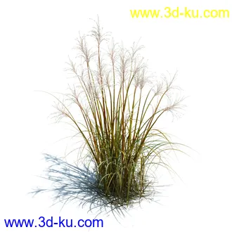 针茅,花蔺,芒草,荻草,燕麦草,巨芒,羊茅,大油芒,虉草,金叶苔草,草本植物模型合集的图片