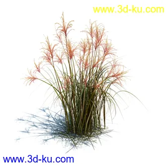 针茅,花蔺,芒草,荻草,燕麦草,巨芒,羊茅,大油芒,虉草,金叶苔草,草本植物模型合集的图片