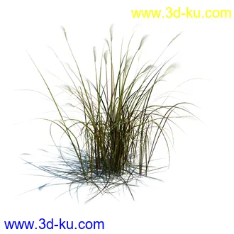 针茅,花蔺,芒草,荻草,燕麦草,巨芒,羊茅,大油芒,虉草,金叶苔草,草本植物模型合集的图片