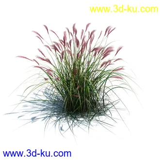 针茅,花蔺,芒草,荻草,燕麦草,巨芒,羊茅,大油芒,虉草,金叶苔草,草本植物模型合集的图片