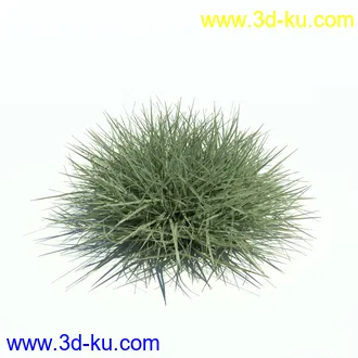 针茅,花蔺,芒草,荻草,燕麦草,巨芒,羊茅,大油芒,虉草,金叶苔草,草本植物模型合集的图片