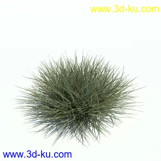 针茅,花蔺,芒草,荻草,燕麦草,巨芒,羊茅,大油芒,虉草,金叶苔草,草本植物模型合集的图片