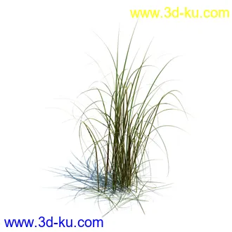 针茅,花蔺,芒草,荻草,燕麦草,巨芒,羊茅,大油芒,虉草,金叶苔草,草本植物模型合集的图片