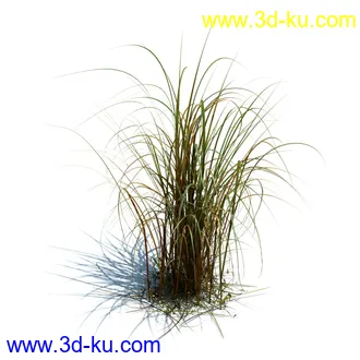 针茅,花蔺,芒草,荻草,燕麦草,巨芒,羊茅,大油芒,虉草,金叶苔草,草本植物模型合集的图片