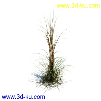 针茅,花蔺,芒草,荻草,燕麦草,巨芒,羊茅,大油芒,虉草,金叶苔草,草本植物模型合集的图片