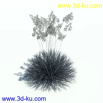 针茅,花蔺,芒草,荻草,燕麦草,巨芒,羊茅,大油芒,虉草,金叶苔草,草本植物模型合集的图片