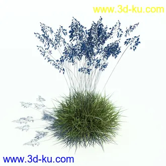 针茅,花蔺,芒草,荻草,燕麦草,巨芒,羊茅,大油芒,虉草,金叶苔草,草本植物模型合集的图片