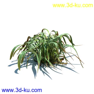 针茅,花蔺,芒草,荻草,燕麦草,巨芒,羊茅,大油芒,虉草,金叶苔草,草本植物模型合集的图片