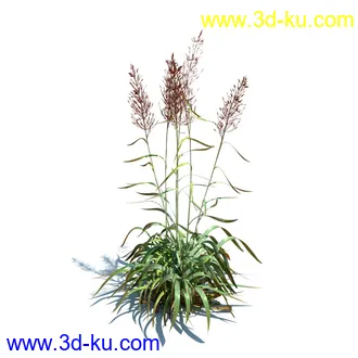 针茅,花蔺,芒草,荻草,燕麦草,巨芒,羊茅,大油芒,虉草,金叶苔草,草本植物模型合集的图片