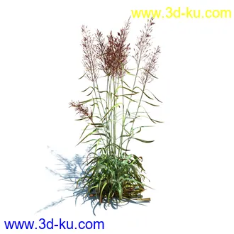 针茅,花蔺,芒草,荻草,燕麦草,巨芒,羊茅,大油芒,虉草,金叶苔草,草本植物模型合集的图片