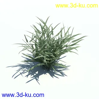 针茅,花蔺,芒草,荻草,燕麦草,巨芒,羊茅,大油芒,虉草,金叶苔草,草本植物模型合集的图片