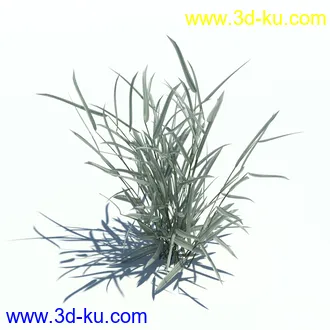 针茅,花蔺,芒草,荻草,燕麦草,巨芒,羊茅,大油芒,虉草,金叶苔草,草本植物模型合集的图片