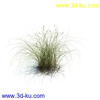 针茅,花蔺,芒草,荻草,燕麦草,巨芒,羊茅,大油芒,虉草,金叶苔草,草本植物模型合集的图片