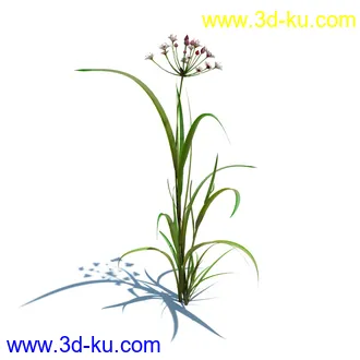 针茅,花蔺,芒草,荻草,燕麦草,巨芒,羊茅,大油芒,虉草,金叶苔草,草本植物模型合集的图片