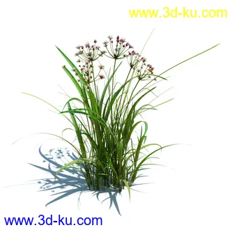 针茅,花蔺,芒草,荻草,燕麦草,巨芒,羊茅,大油芒,虉草,金叶苔草,草本植物模型合集的图片