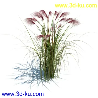 针茅,花蔺,芒草,荻草,燕麦草,巨芒,羊茅,大油芒,虉草,金叶苔草,草本植物模型合集的图片