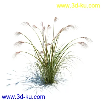 针茅,花蔺,芒草,荻草,燕麦草,巨芒,羊茅,大油芒,虉草,金叶苔草,草本植物模型合集的图片