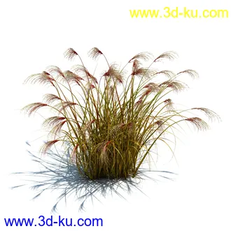 针茅,花蔺,芒草,荻草,燕麦草,巨芒,羊茅,大油芒,虉草,金叶苔草,草本植物模型合集的图片32