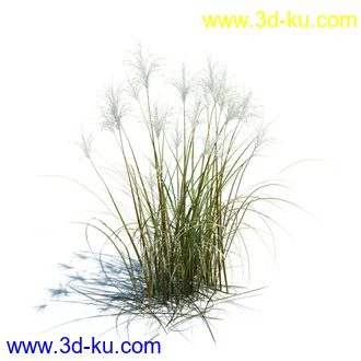 针茅,花蔺,芒草,荻草,燕麦草,巨芒,羊茅,大油芒,虉草,金叶苔草,草本植物模型合集的图片33