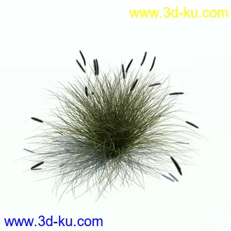 狼尾草,野牛草,羽毛芦苇草,白茅,水甜茅,须芒草,麦氏草,薹草,草本植物模型合集的图片