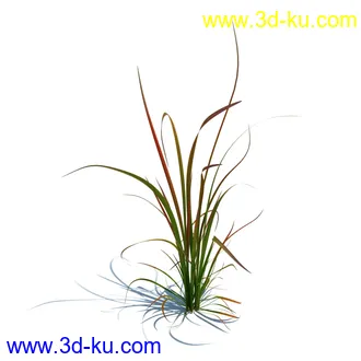 狼尾草,野牛草,羽毛芦苇草,白茅,水甜茅,须芒草,麦氏草,薹草,草本植物模型合集的图片