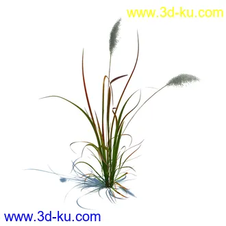 狼尾草,野牛草,羽毛芦苇草,白茅,水甜茅,须芒草,麦氏草,薹草,草本植物模型合集的图片