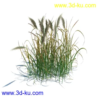 狼尾草,野牛草,羽毛芦苇草,白茅,水甜茅,须芒草,麦氏草,薹草,草本植物模型合集的图片