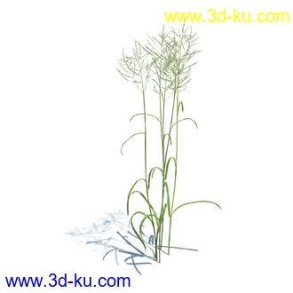 狼尾草,野牛草,羽毛芦苇草,白茅,水甜茅,须芒草,麦氏草,薹草,草本植物模型合集的图片