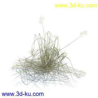 狼尾草,野牛草,羽毛芦苇草,白茅,水甜茅,须芒草,麦氏草,薹草,草本植物模型合集的图片