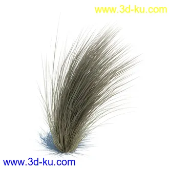 狼尾草,野牛草,羽毛芦苇草,白茅,水甜茅,须芒草,麦氏草,薹草,草本植物模型合集的图片