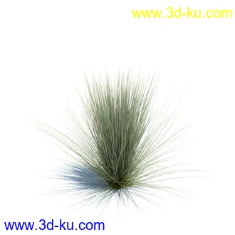 狼尾草,野牛草,羽毛芦苇草,白茅,水甜茅,须芒草,麦氏草,薹草,草本植物模型合集的图片