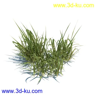 狼尾草,野牛草,羽毛芦苇草,白茅,水甜茅,须芒草,麦氏草,薹草,草本植物模型合集的图片