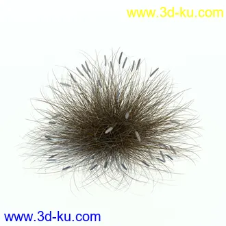 狼尾草,野牛草,羽毛芦苇草,白茅,水甜茅,须芒草,麦氏草,薹草,草本植物模型合集的图片