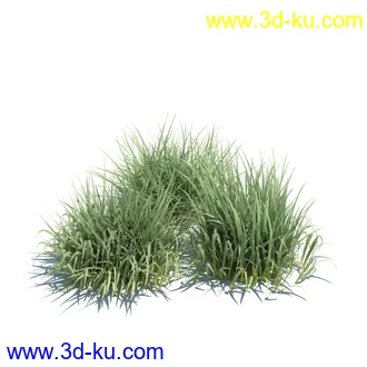 狼尾草,野牛草,羽毛芦苇草,白茅,水甜茅,须芒草,麦氏草,薹草,草本植物模型合集的图片