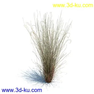 狼尾草,野牛草,羽毛芦苇草,白茅,水甜茅,须芒草,麦氏草,薹草,草本植物模型合集的图片