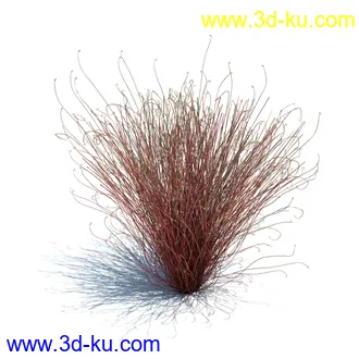 狼尾草,野牛草,羽毛芦苇草,白茅,水甜茅,须芒草,麦氏草,薹草,草本植物模型合集的图片